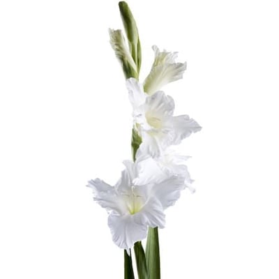 Gladiolus white piece Kiev