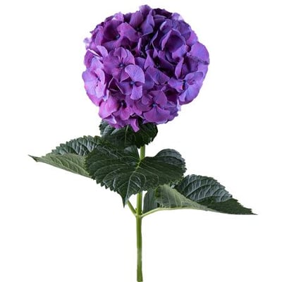 Hydrangea purple piece Kiev