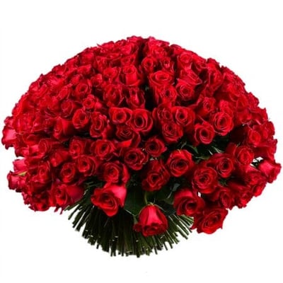 Огромный букет роз 301 роза Липпстадт