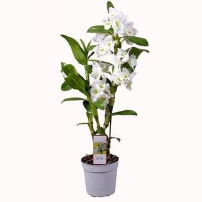 Орхидея Дендробиум белая Баку