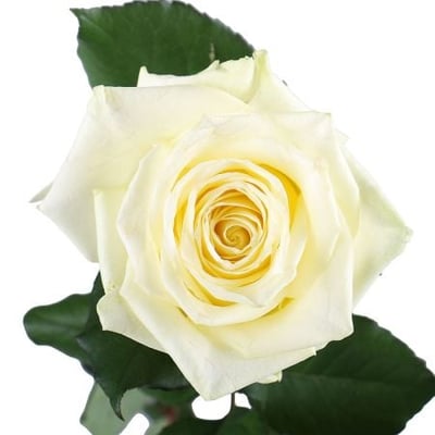 Білі преміум троянди поштучно Київ