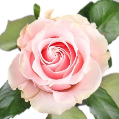 Троянда Pink Mondial поштучно Київ