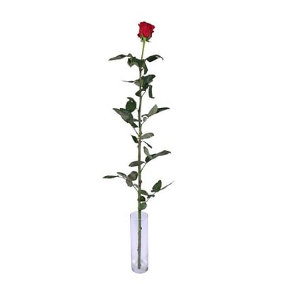 Красные розы поштучно (1м) Ивано-Франковск