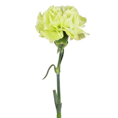 Green carnations by the piece Kiev