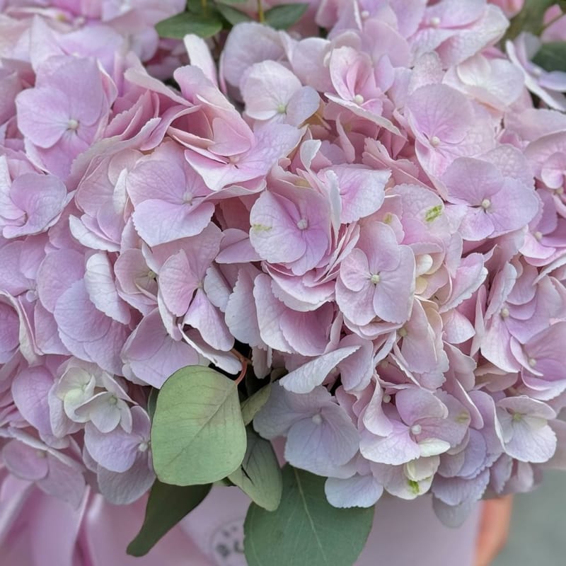 Pink hydrangea in box 170 $