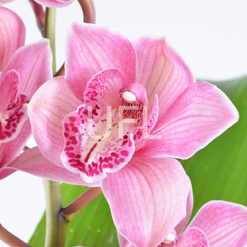 Orchid bouquet 209 €