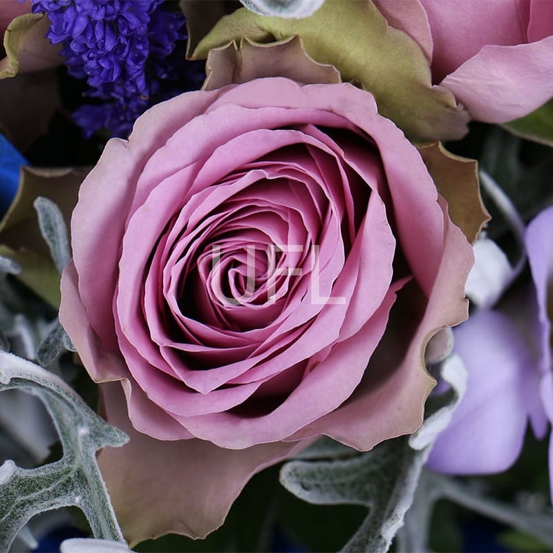 Lilac Dawn 0 грн