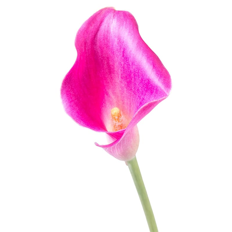 Pink Calla piece 0 $