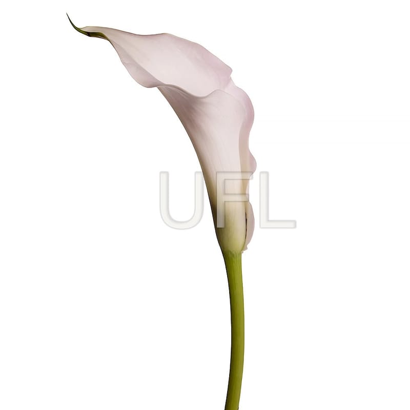 Calla white piece 9 $