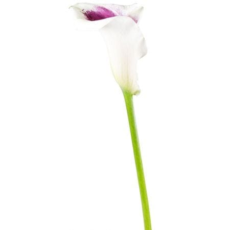 Calla two-color piece 0 $