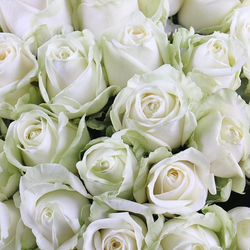 Bouquet 101 white roses 81250 грн