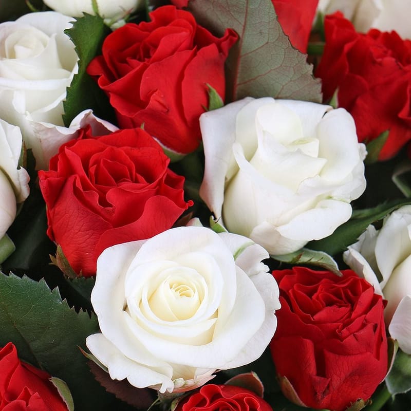 25 red and white roses 21704 грн