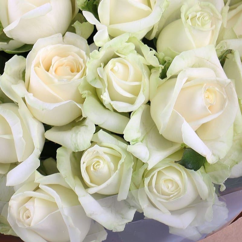 25 white roses craft 18070 грн