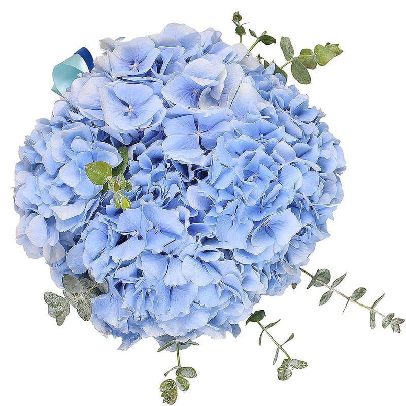 Blue hydrangea in a box 197 $