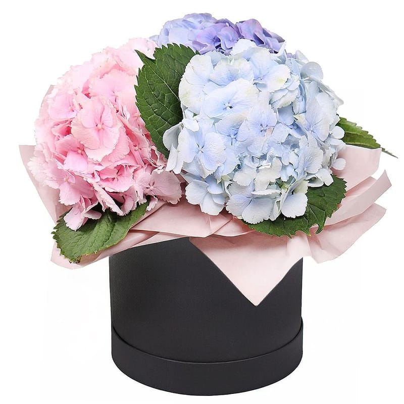 Hydrangea in a box 158 $