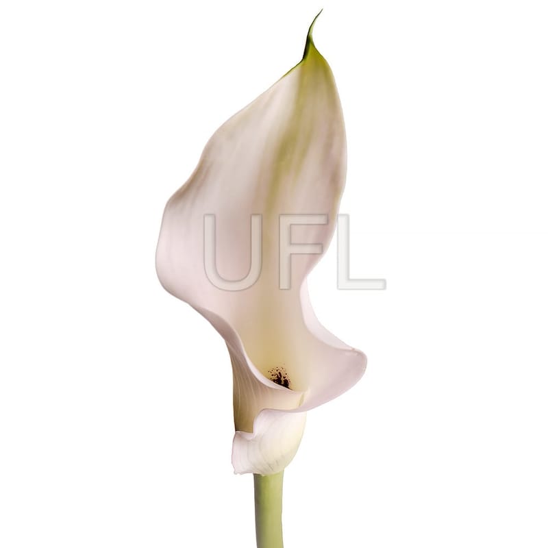 Calla white piece 9 $