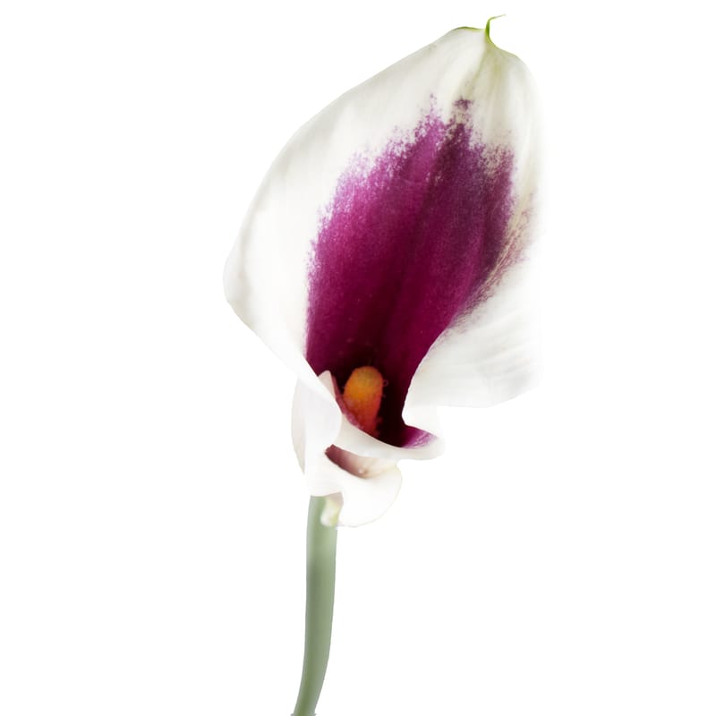 Calla two-color piece 0 $