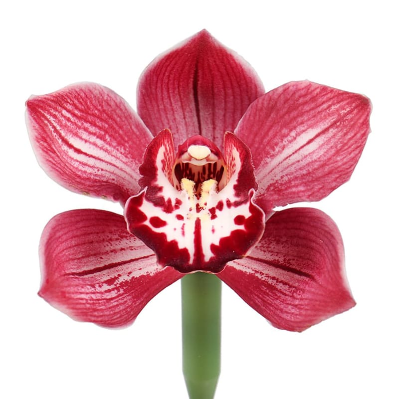 Orchid red piece 0 €