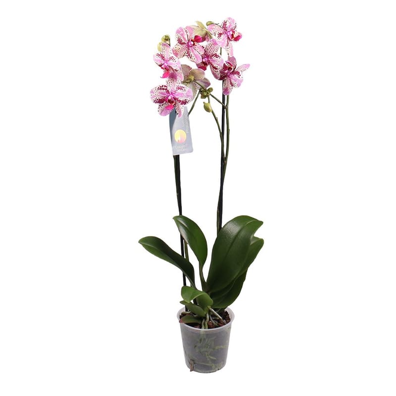 Orchid is spotty 242 €