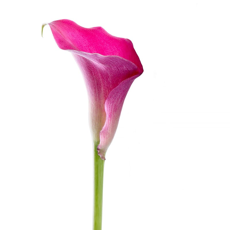 Pink Calla piece 0 $