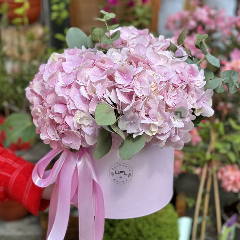 Pink hydrangea in box 170 $
