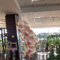 Pink and white orchid - Pershotravensk