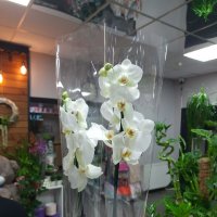 Белая орхидея + шарик сердце