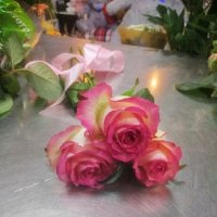 Біло-рожеві троянди поштучно