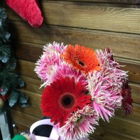 Light pink gerberas by the piece