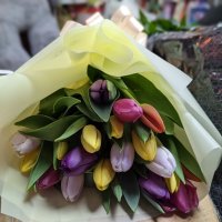 19 multi-colored tulips - Latina