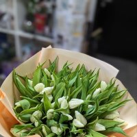 51 white tulips - Bolzano