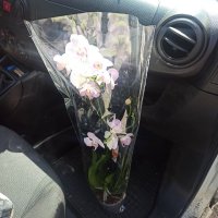 Орхідея Фаленопсіс
