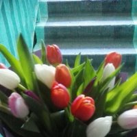 25 multi colored tulips