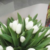 White tulips by the piece