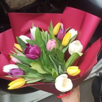 25 multi colored tulips - Jelgava