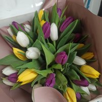  35 tulips - Reggio di Calabria