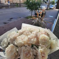 White peonies - Daejeon