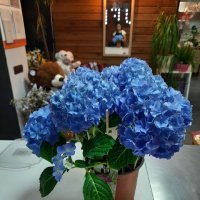 Hydrangea