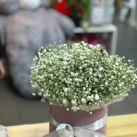 Baby's breath in a box