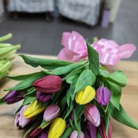 Tulips by the piece - Cypress