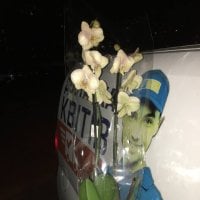 Орхідея Фаленопсіс