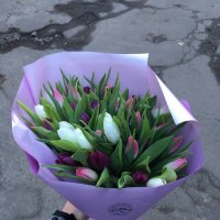 35 tulips mix - Blackburn