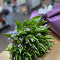 Фиолетовые тюльпаны поштучно - Пианхи