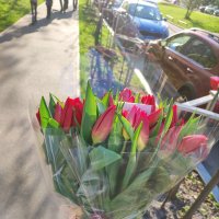 Red tulips by the piece