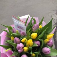 25 жовтих і фіолетових тюльпанів