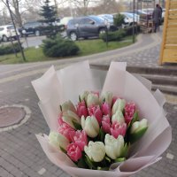 25 white and pink tulips