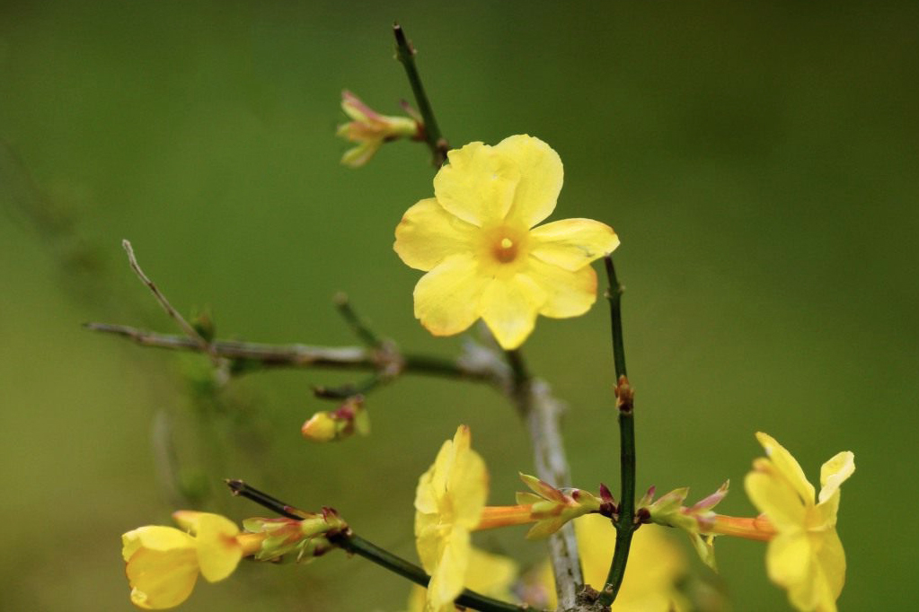 цветы жасмина желтые