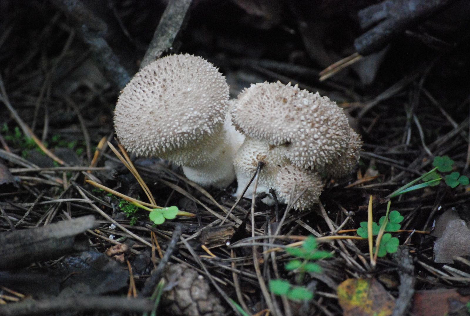 грибы в лесу, грибы дождевики