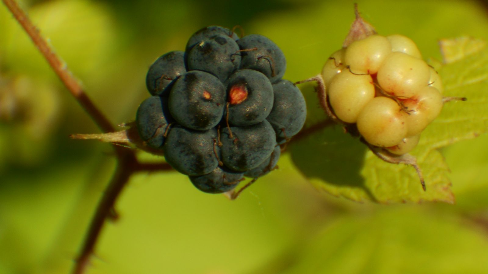 Ежевика — королева черных ягод