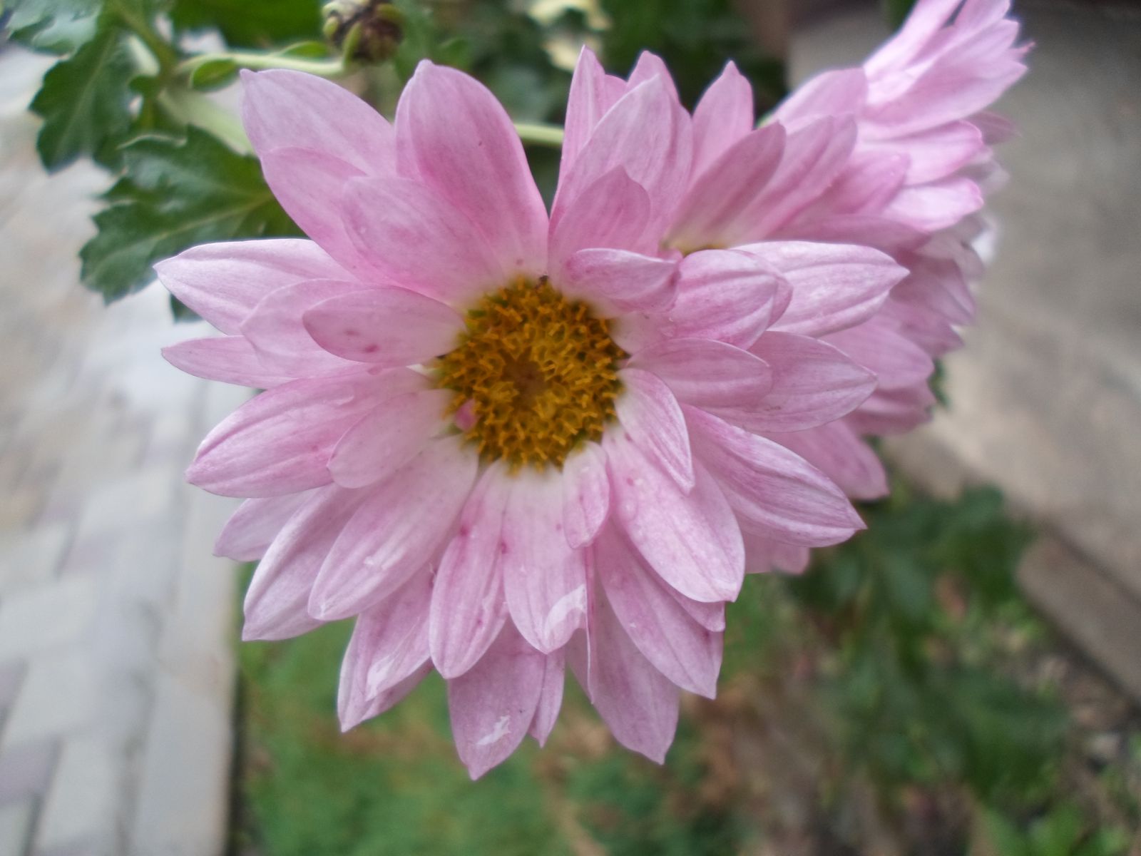 хризантема розовая